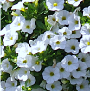 superbells unique white